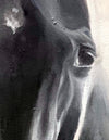 Bear 30″ x 24″ — Oil on Canvas